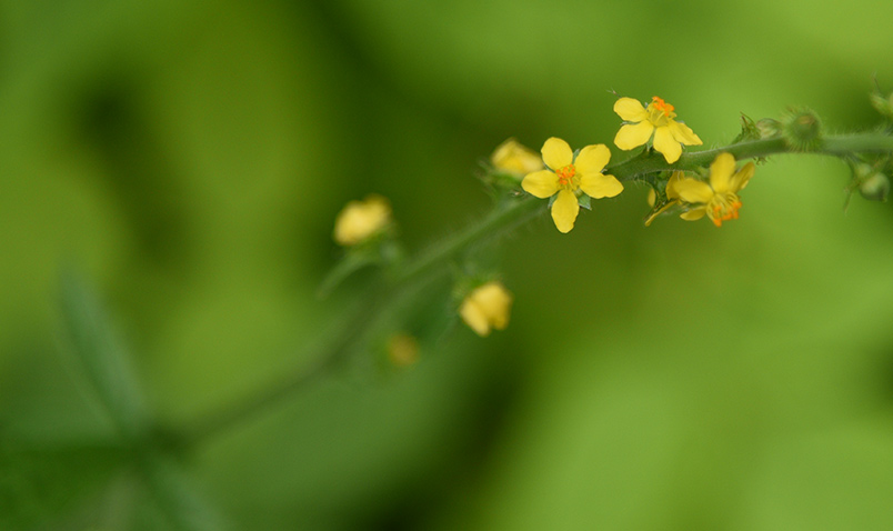 Agrimony blooming near Mystery.