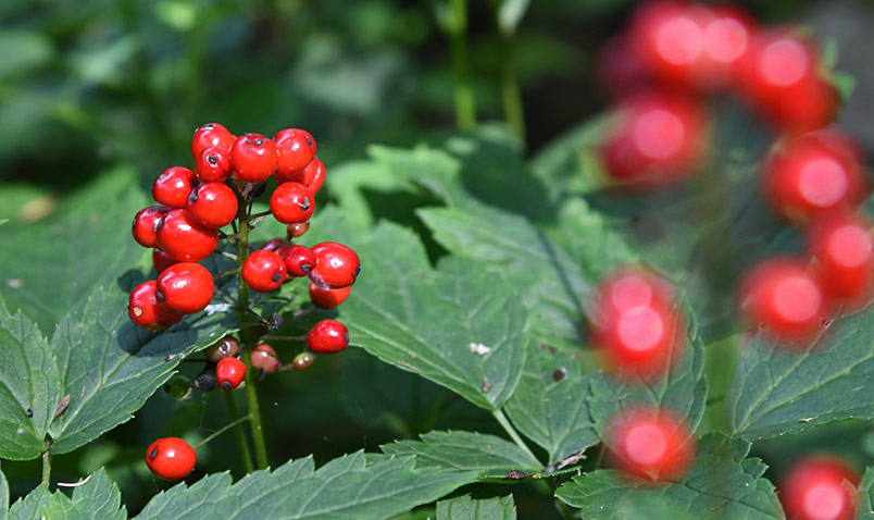 Red Baneberry