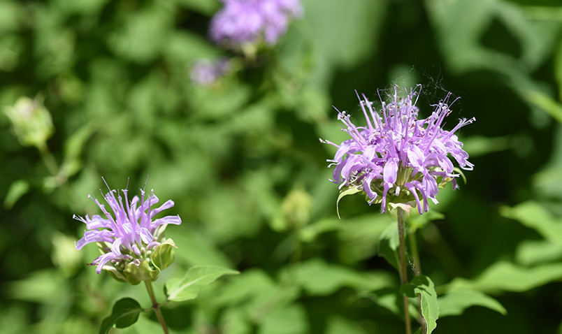 Wild Bergamot, Monarda fistulosa, is another important flower that is blooming all around the property.