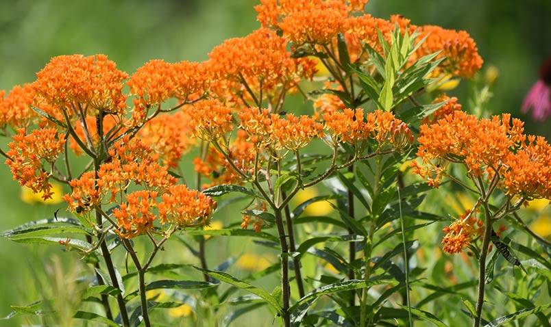 monarch caterpillar, butterfly weed