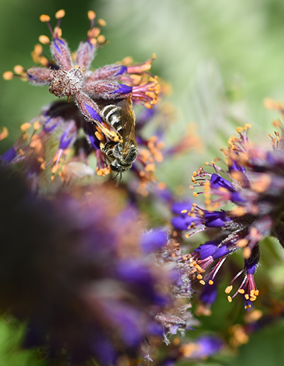 Lead Plant Amorpha canescens