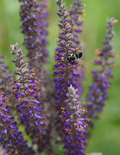 Lead Plant Amorpha canescens