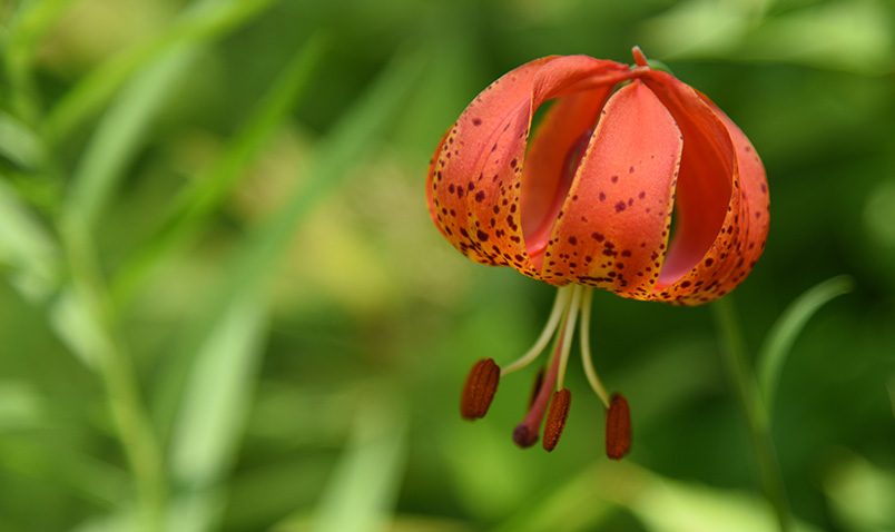 Michigan Lily, Lilium michiganense.