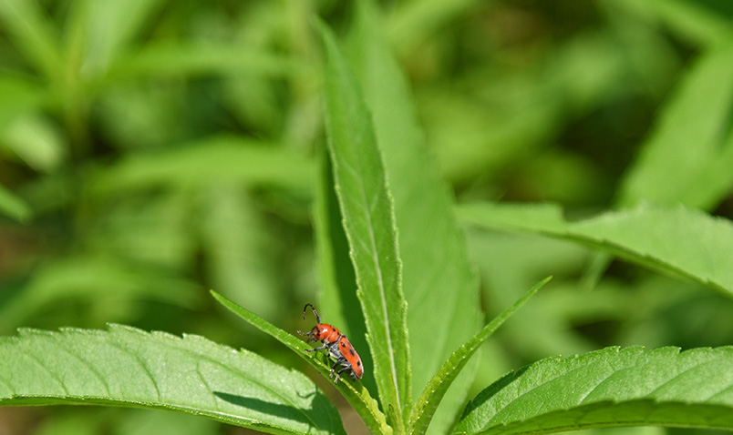 Milkweed Beetle, Tetraopes tetrophthalmus at the Center.