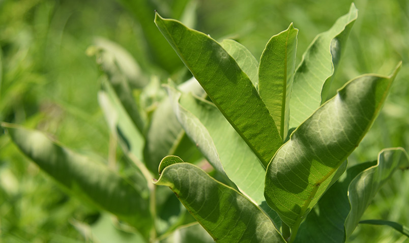 Common Milkweed, Asclepias syriaca, leaves at the Center.