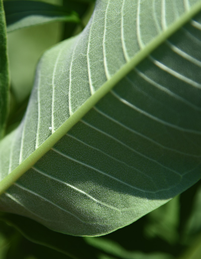 Monarch Egg