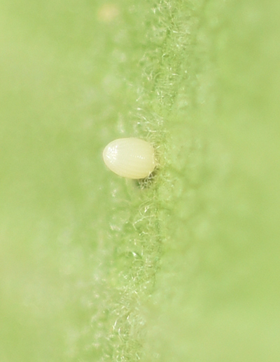 monarch egg magnified