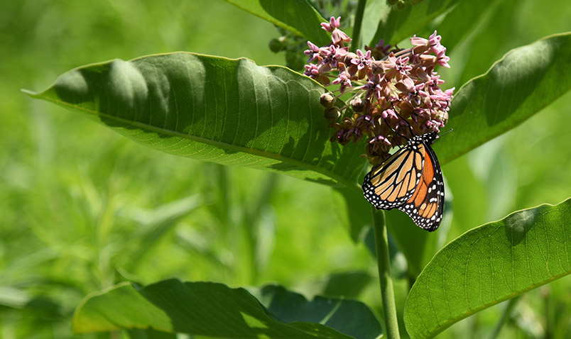 Monarch feeding on Common Milkweed at Schlitz Audubon.