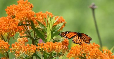 magnificence of milkweed monarch on butterfly weed
