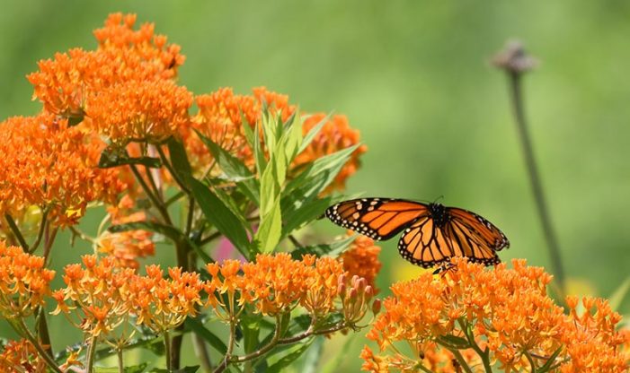 magnificence of milkweed monarch on butterfly weed