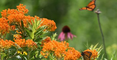 Butterfly Weed with Monarchs. Pale Purple Coneflower is also seen in the background.