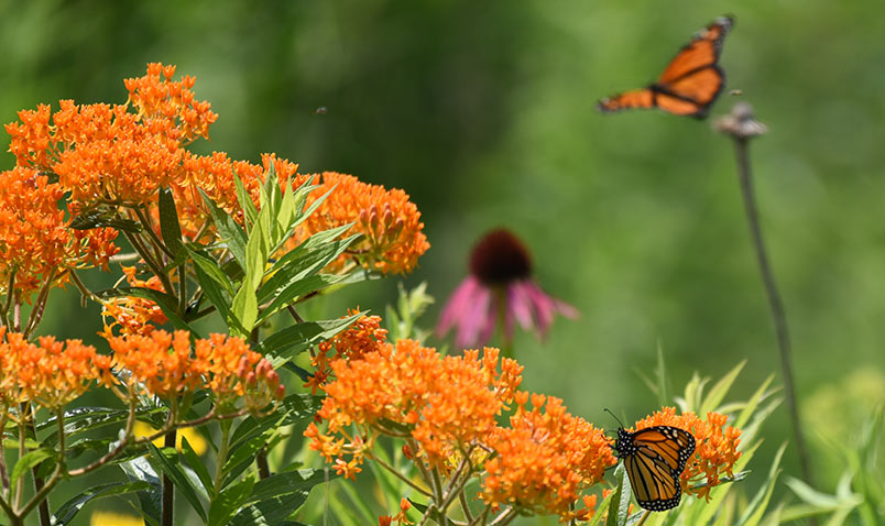 Butterfly Weed with Monarchs. Pale Purple Coneflower is also seen in the background.