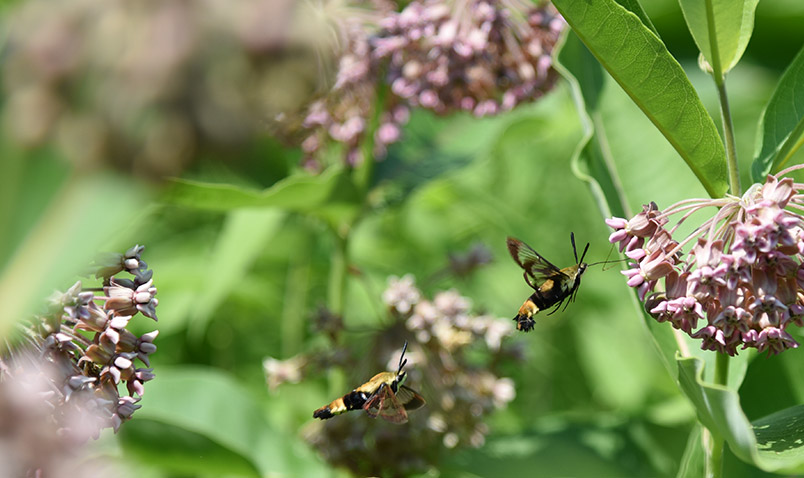 Snowberry Clearwing, Hemaris diffinis