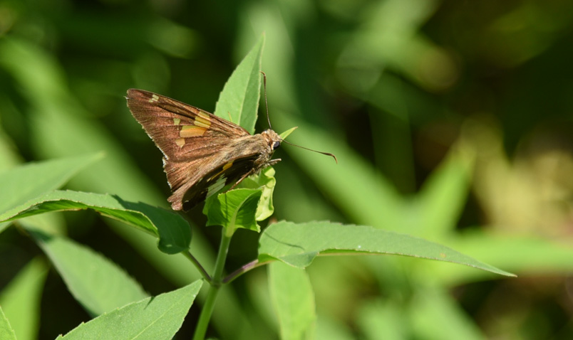 Silver Spotted Skipper