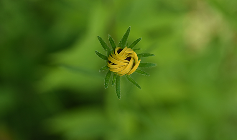 unfurled flower at SChlitz audubon