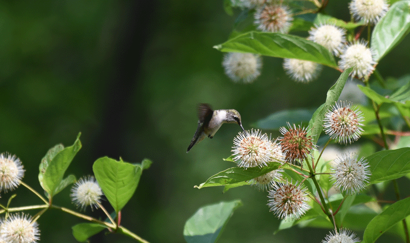 Ruby-throated Hummingbird feeding on Button Bush at Schlitz Audubon.
