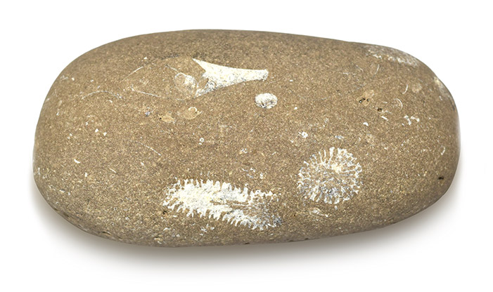 Lake Michigan Fossils Are a Trip Back in Time - Schlitz Audubon