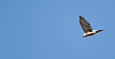 Hawk Migration Schlitz Audubon