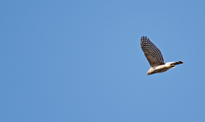 Hawk Migration Schlitz Audubon