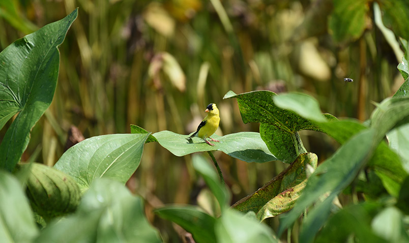 American Goldfinch at Teal Pond. Summer at Schlitz Audubon