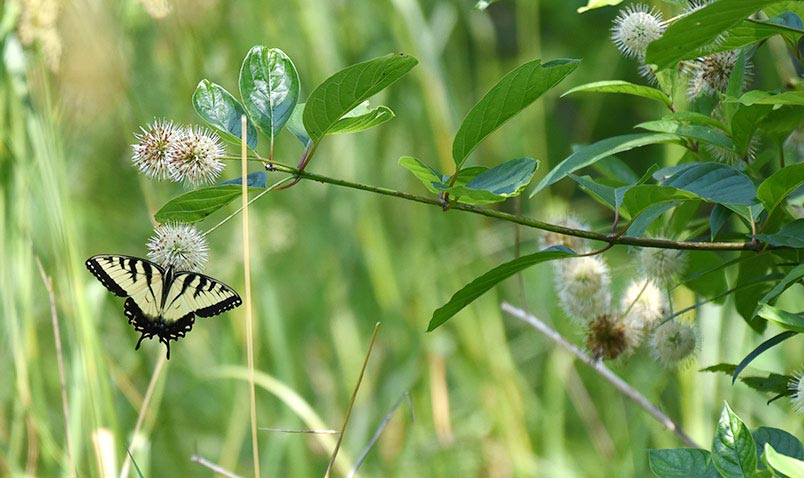 Eastern Tiger Swallowtail butterfly on Button Bush at the Center.