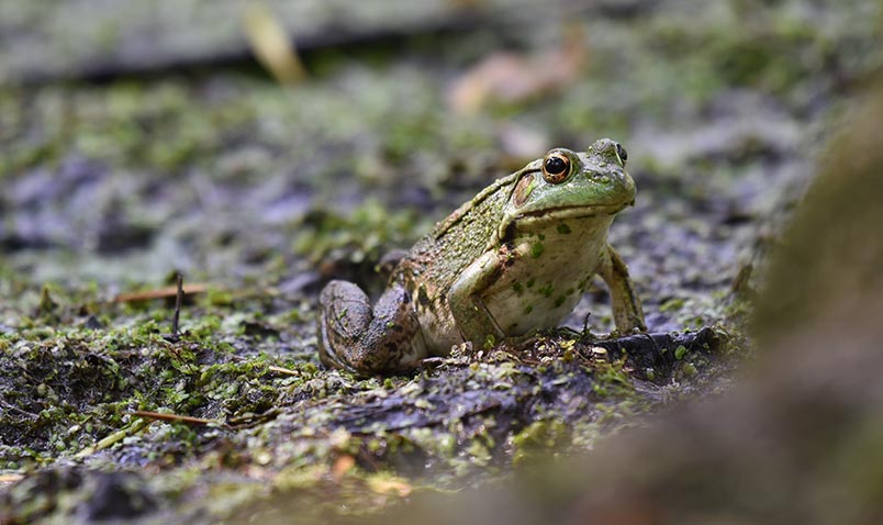 Green Frog, Lithobates clamitans, sitting on the edges of Boardwalk Pond.