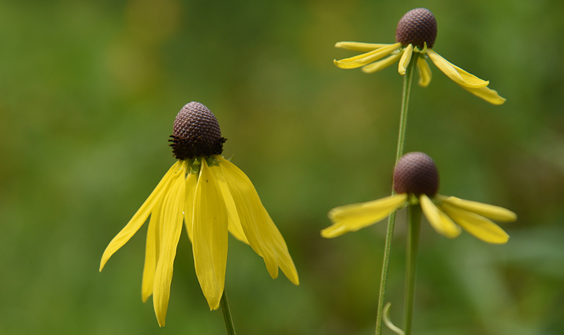 Gray-headed Coneflower, Ratibida pinnata, blooming near Teal Pond.