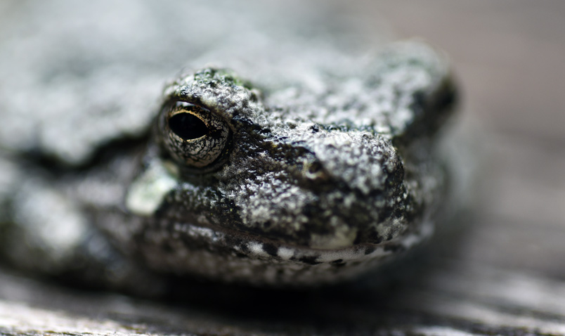 Gray Treefrog, Hyla versicolor, up close and personal.