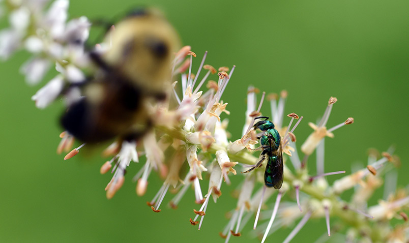 A green sweat bee (agapostemon) on Culver's Root with a bumble bee.