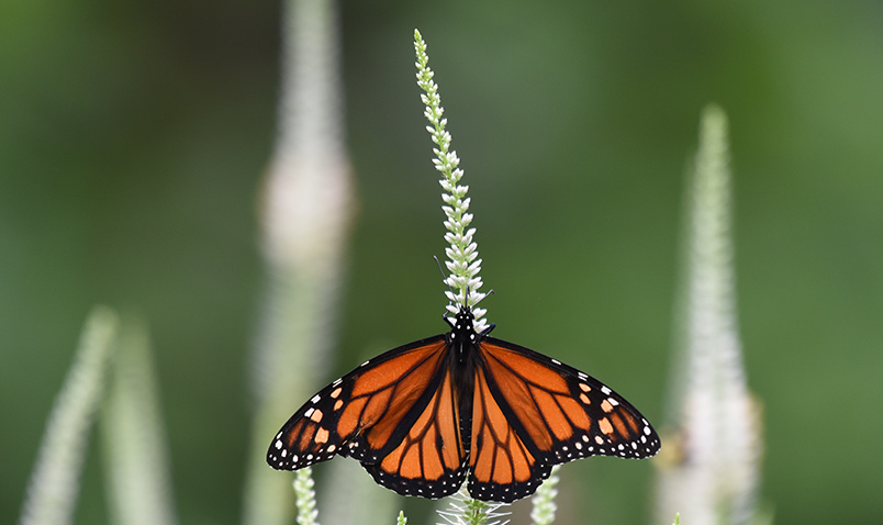 Monarch butterfly, Danaus plexippus, on Culver's Root.