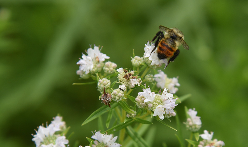 Orange Belted Bumblebee, Bombus ternarius.