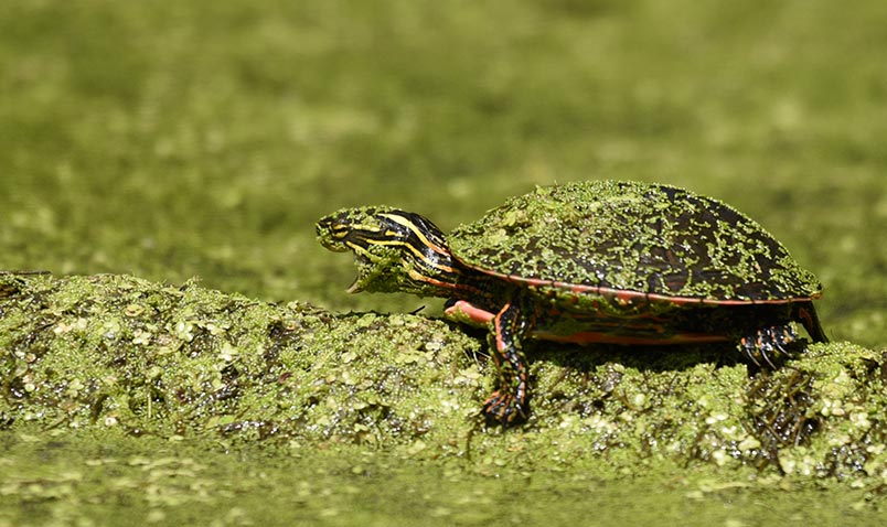 Painted Turtle, Chrysemys picta, basking at Boardwalk Pond.