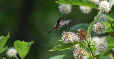 walk in the woods ruby throated hummingbird