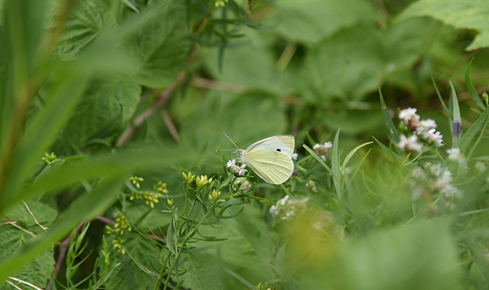 Cabbage White, Pieris rapae. This is a non-native species that is widespread.