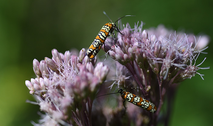 Ermine moths on Swamp Milkweed.