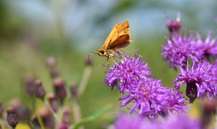 Fiery Skipper, Hylephila phyleus.