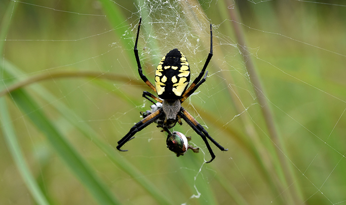 Garden Spider, Argiope aurantia.