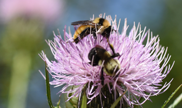 Golden Northern Bumble Bee, Bombus fervidus.