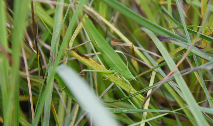 Katydid, Microcentrum rhombifolium.