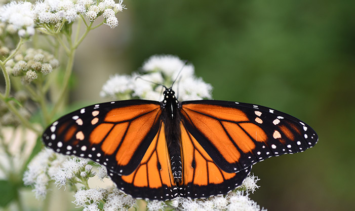 A Male Monarch, Danaus plexippus, resting on Mountain Mint.