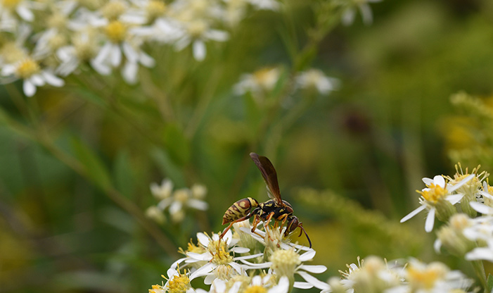 Paper Wasp, Polistes fuscatus.