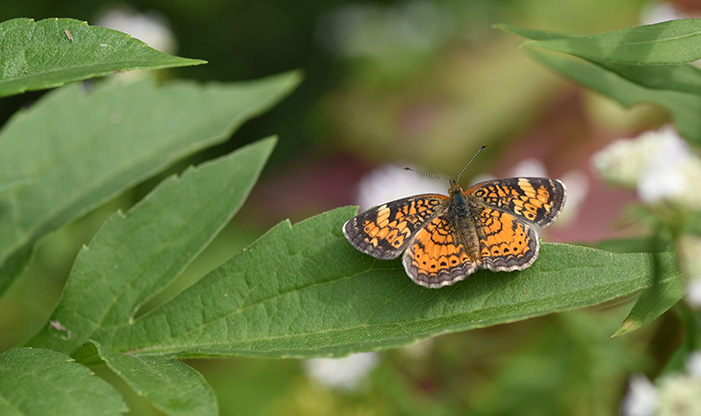 Pearl Crescent, Phyciodes tharos. This butterfly is TINY with a wingspan of about 3/4inch.