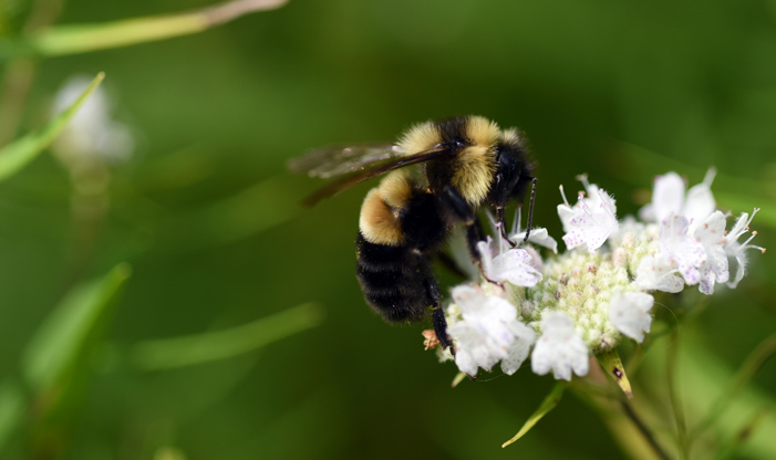 Rusty Patched Bumble Bee, Bombus affinis, is a federally endangered species.