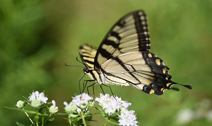 Eastern Tiger Swallowtail, Papilio glaucus