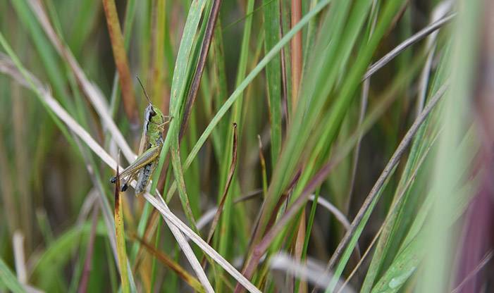 Two-striped Grasshopper