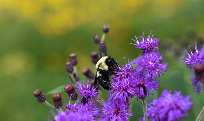 Two Spotted Bumblebee, Bombus bimaculatus.