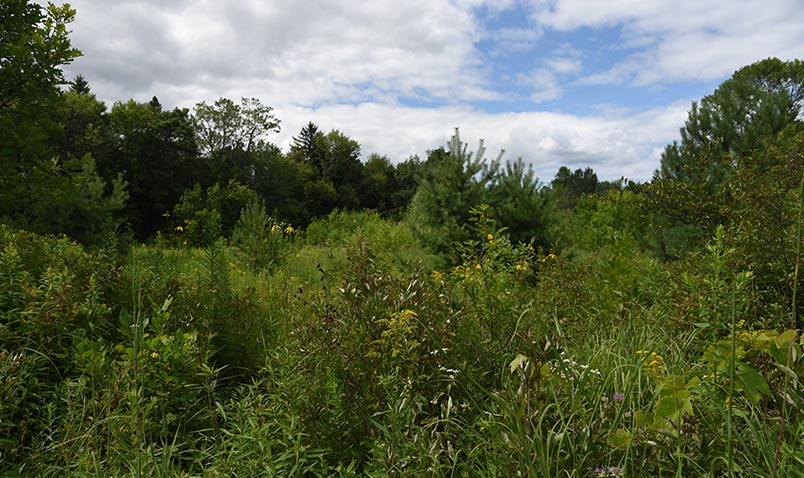 Teal Pond.