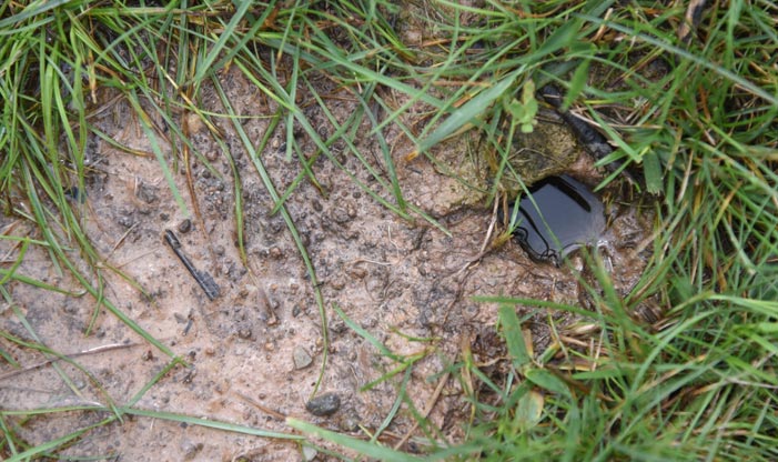 Prairie Crayfish Burrow