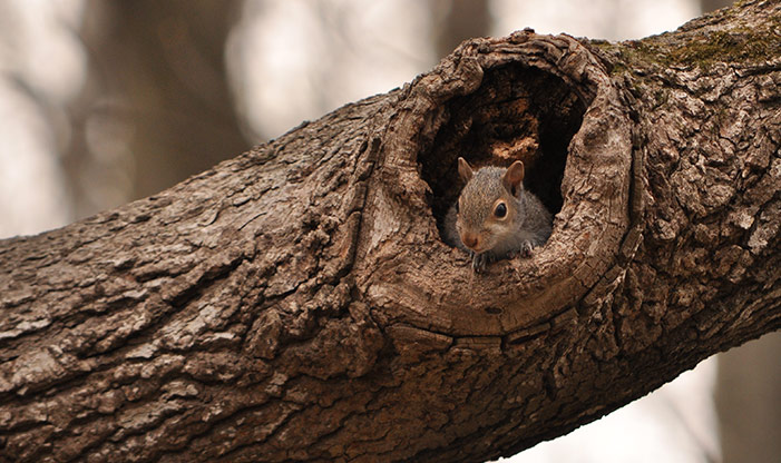 Squirrel Removal Services - Get Rid of Squirrels in Milwaukee