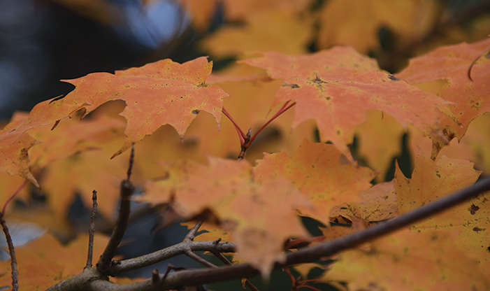 Maple leaf autumn colors